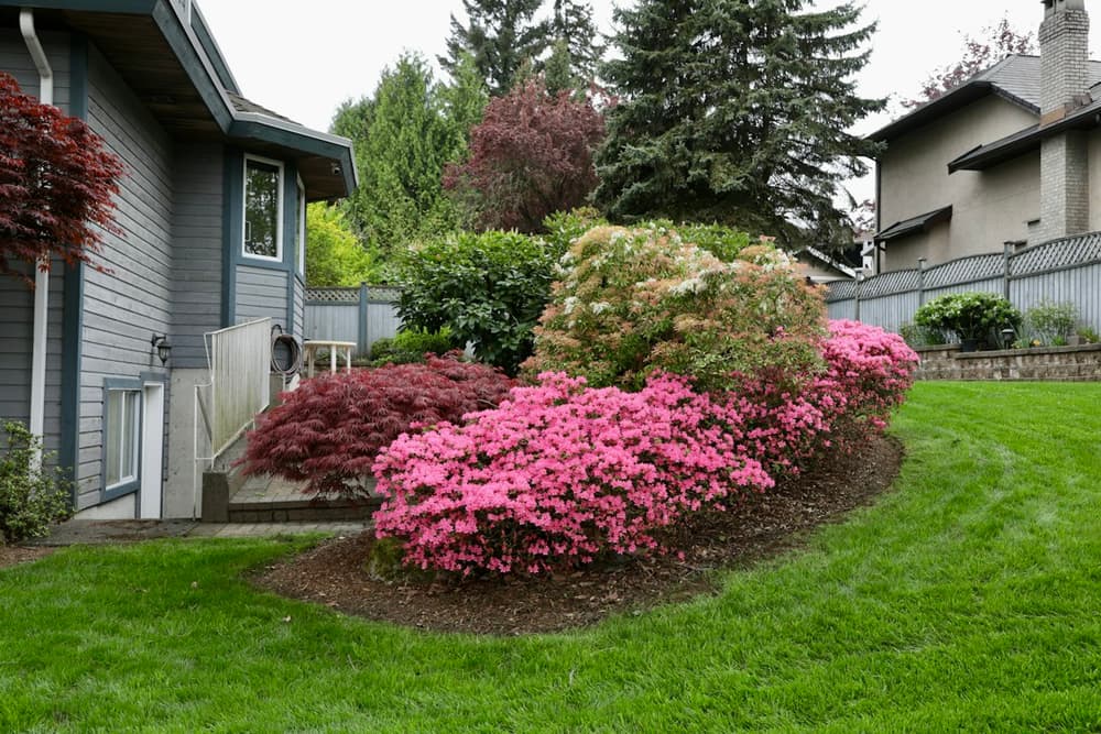 Fresh mulched bed with azaleas and a clean curved lawn edge