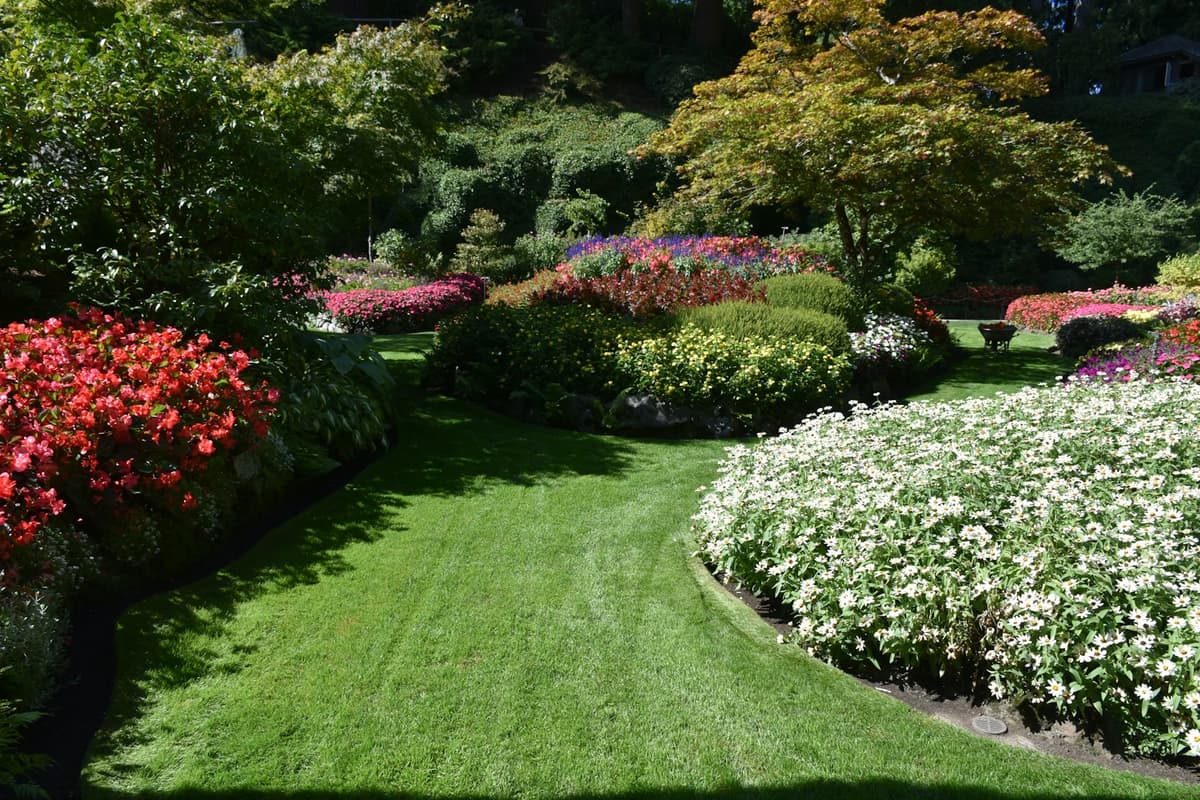 Freshly edged lawn with crisp curved borders along flower beds