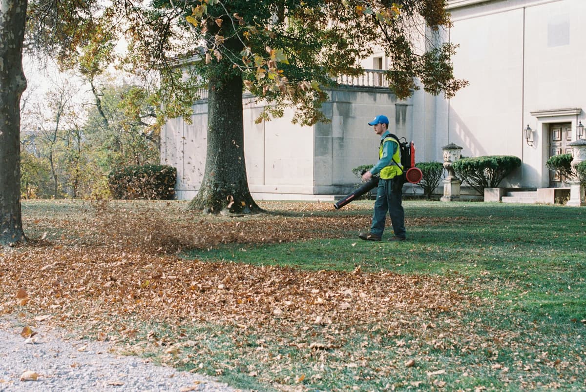 Leaves being cleared from a front yard with a leaf blower