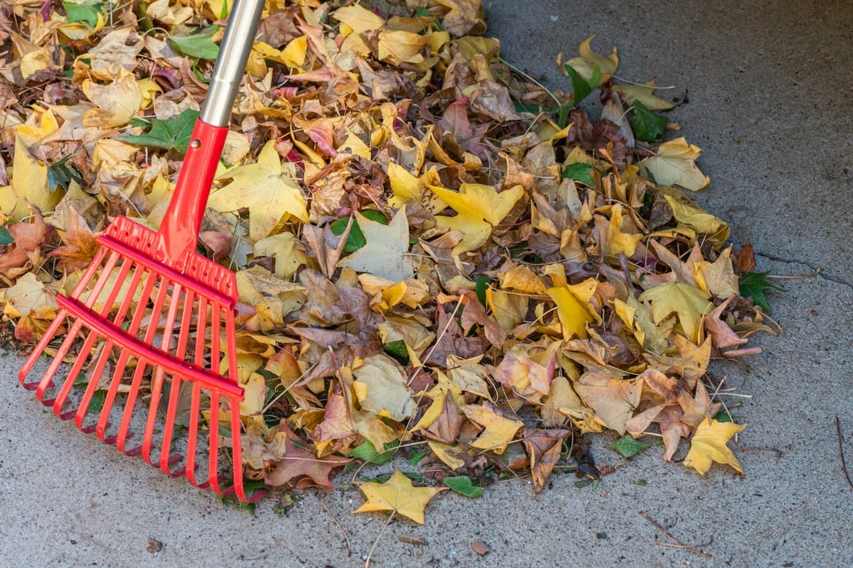 Rake resting on a pile of fall leaves